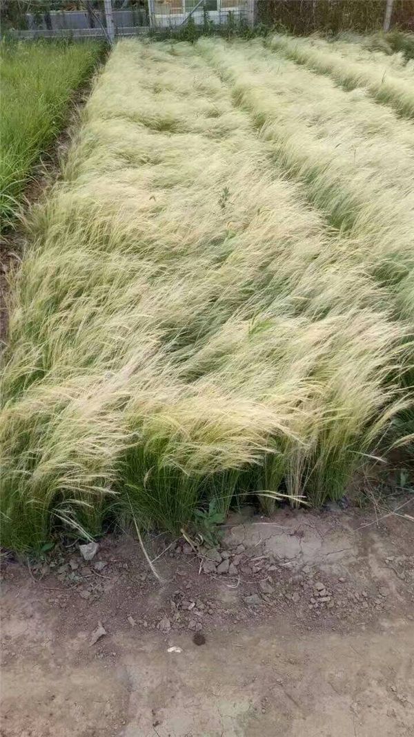 细茎针茅